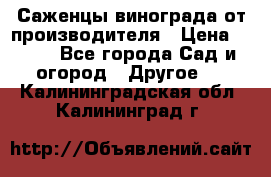Саженцы винограда от производителя › Цена ­ 800 - Все города Сад и огород » Другое   . Калининградская обл.,Калининград г.